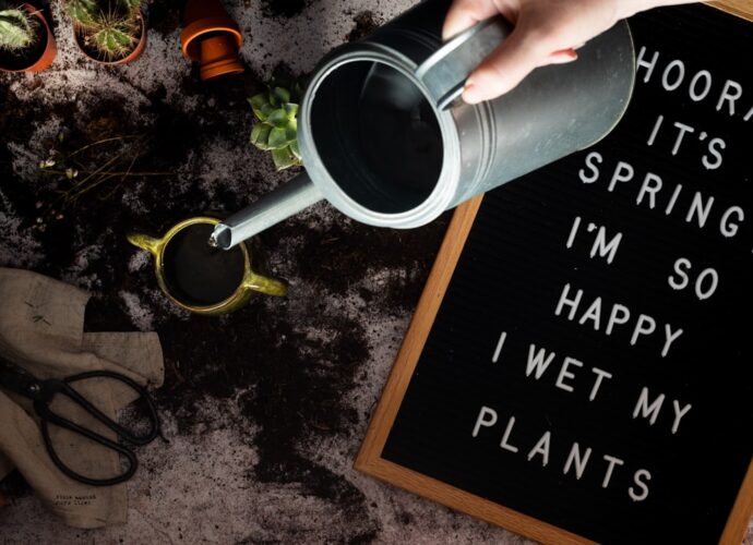 Photo Plant watering