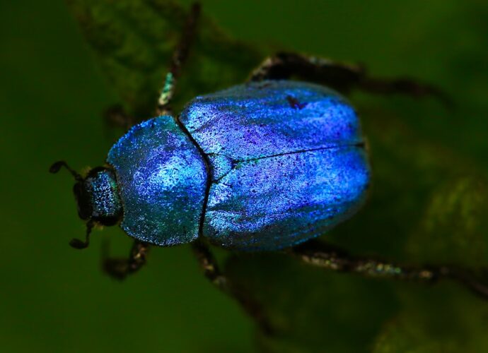 Photo Natural insect repellent
