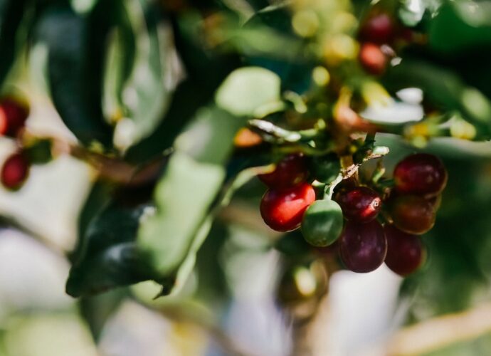 Photo Coffee plantation