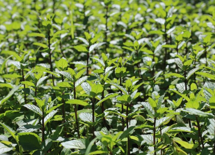 Photo Aromatic herbs