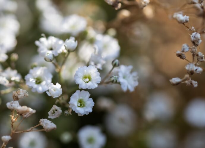 Photo Creamy risotto