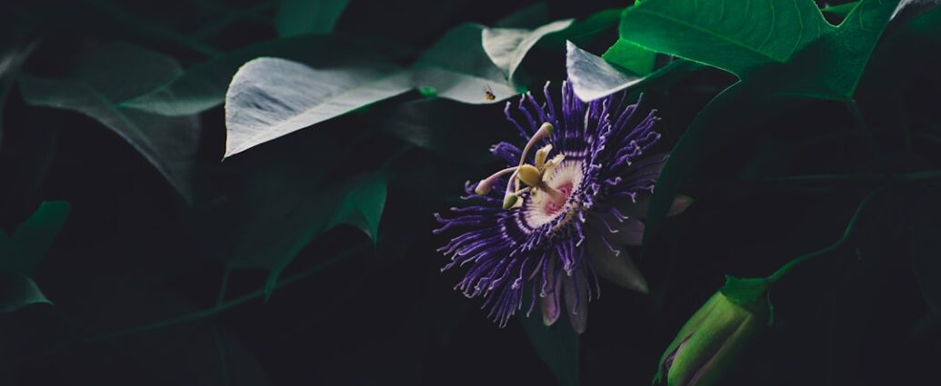 Photo Passion discovery