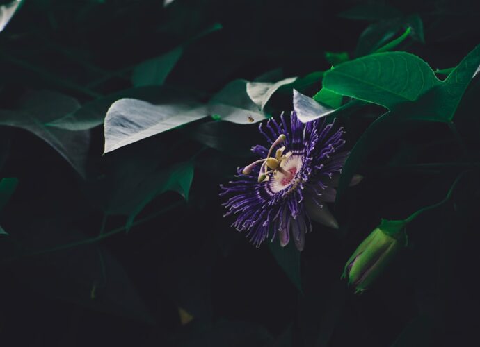 Photo Passion discovery