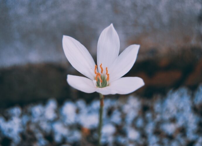 Photo Growth mindset