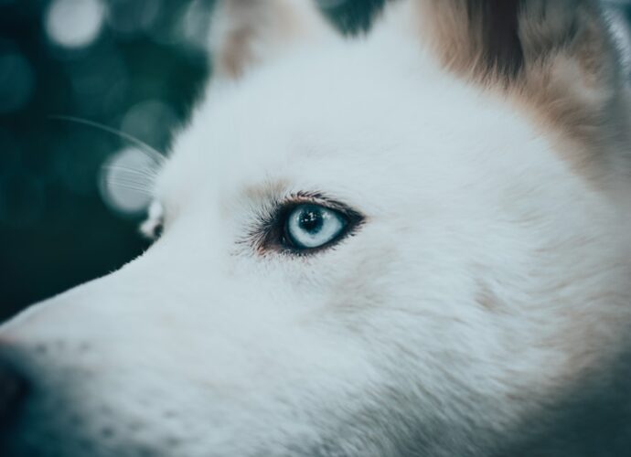 Photo Listening ears