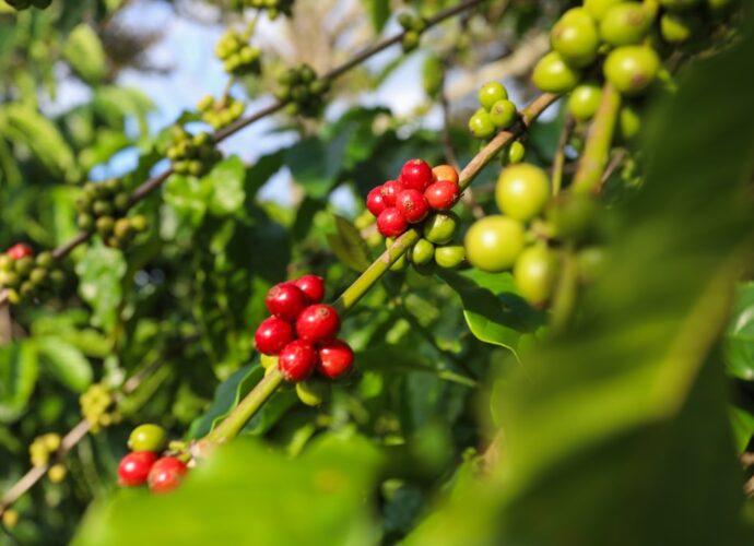 Photo Coffee farm