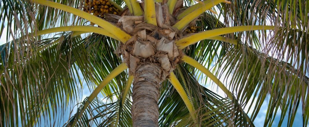 Photo palm reading