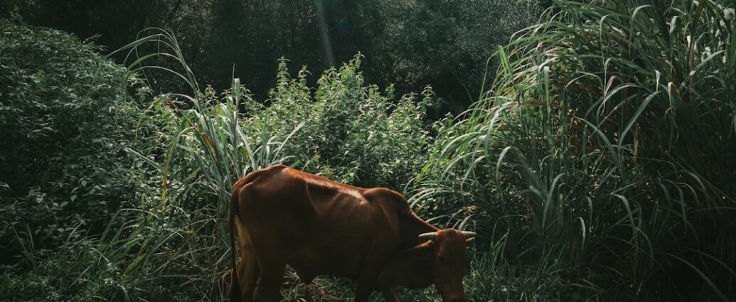 Photo coffee history