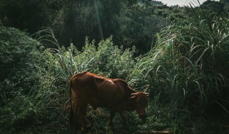 Photo coffee history