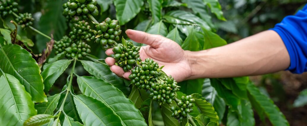 Photo climate change impact coffee plantations