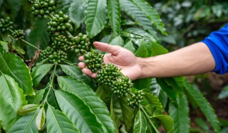 Photo climate change impact coffee plantations