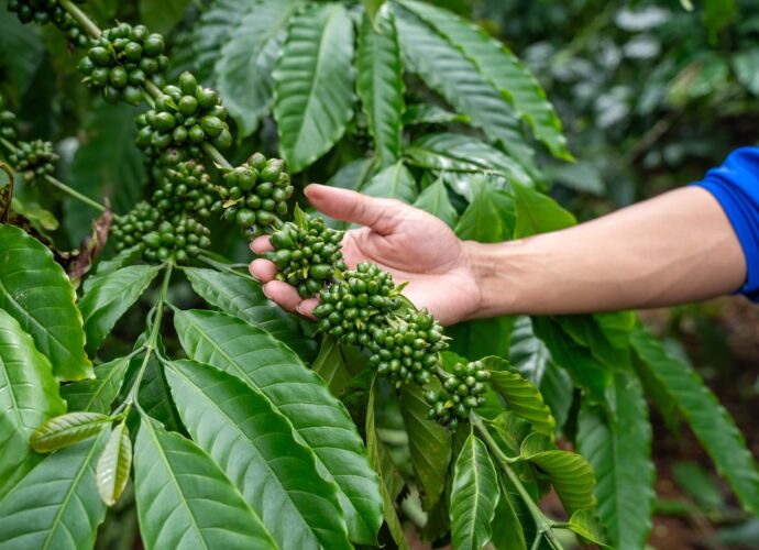 Photo climate change impact coffee plantations