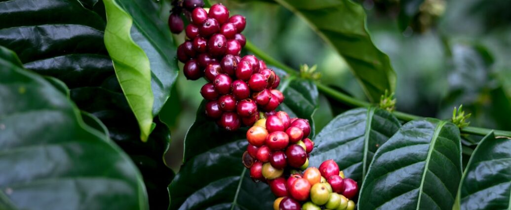 Photo coffee varieties