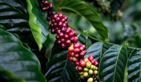 Photo coffee varieties