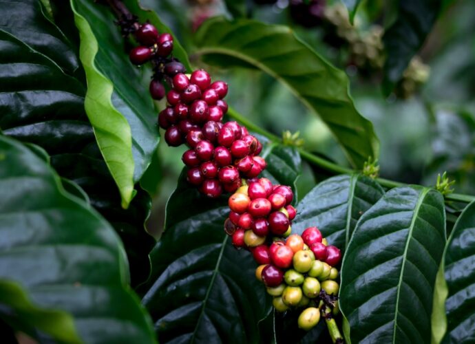 Photo coffee varieties