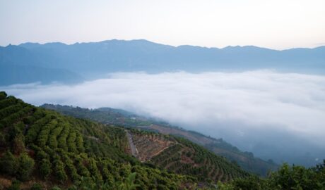 Photo altitude of cultivation
