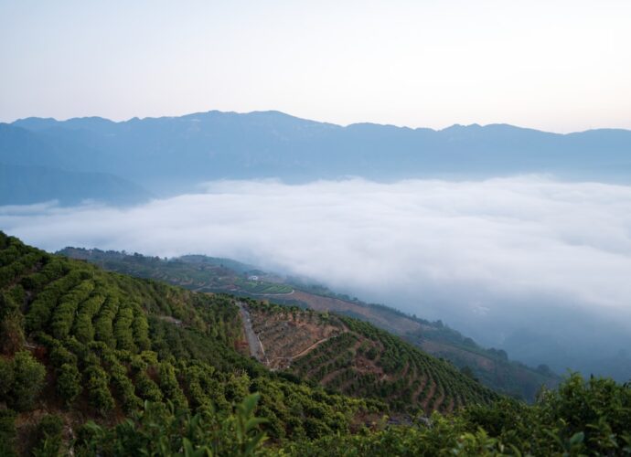 Photo altitude of cultivation