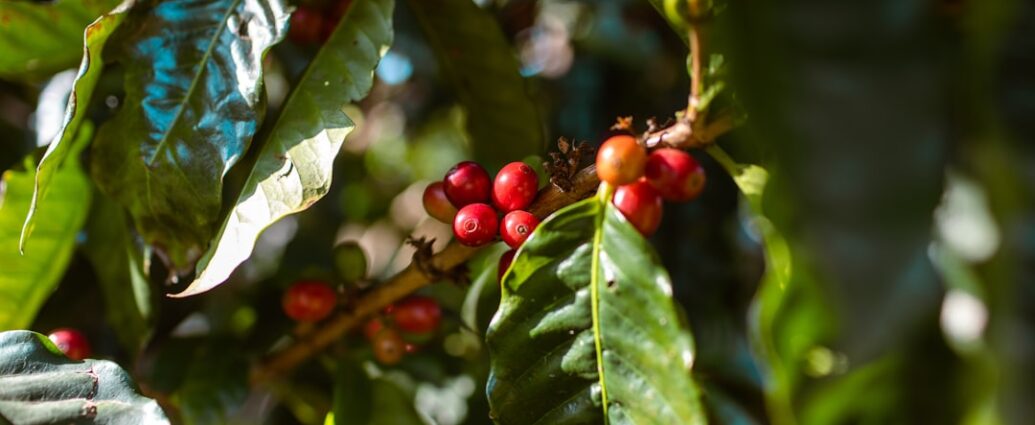 Photo decaffeinated coffee