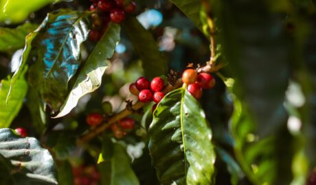 Photo decaffeinated coffee
