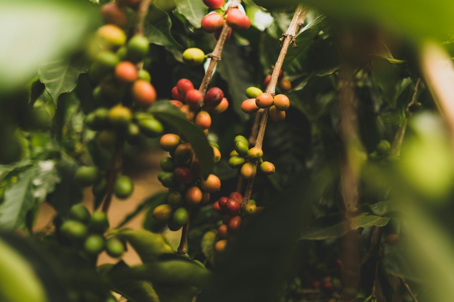 Photo coffee origins