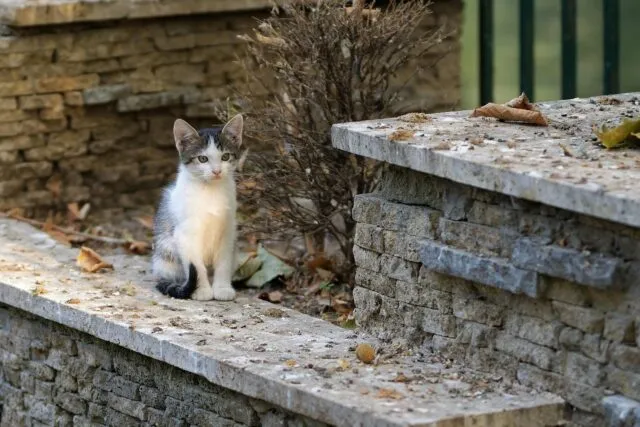 Stradă liniștită dintr-un oraș mic, cu frunze de toamnă pe trotuar